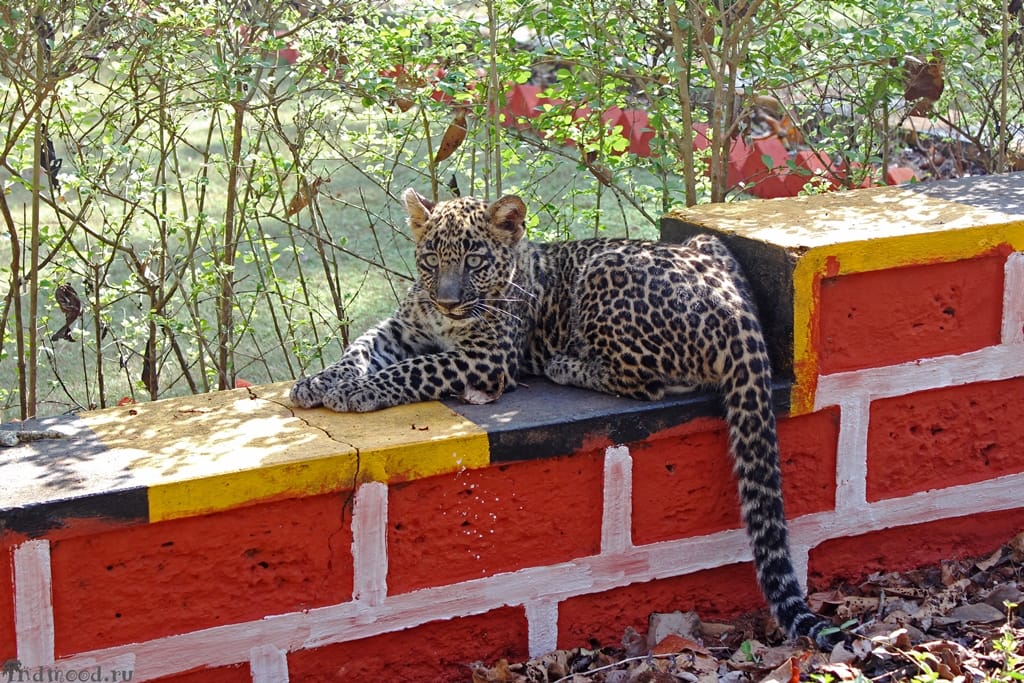 леопард в Гоа